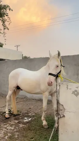 خوبصورت موسم اور خوبصورت شوق♥️.                 #fyppppppppppppppppppppppp #song #unfrezzmyaccount #horse #explorepage 