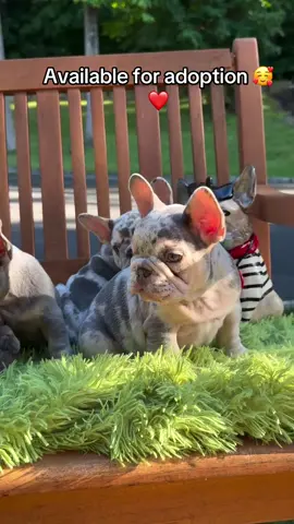 French bulldog  #frenchbulldog #fypシ゚viral #cute #fyp #viral 