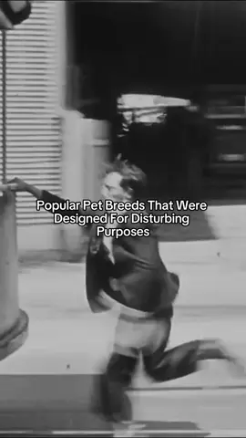 Follow us for more 📱 #History #HistoryTime #historytok #facts #pet 
