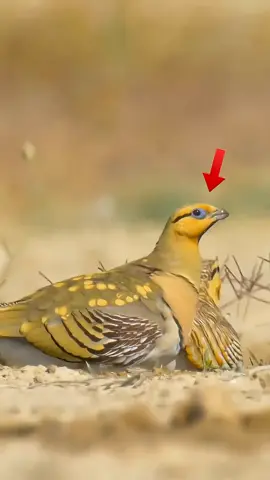Black-bellied Sandgrouse #wildlifemoments #foryoupage❤️❤️ #AnimalFacts #documentary #wildlife 