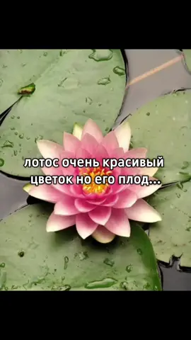 #рекомендации #рек #лотос#плодлотоса