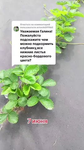Ответ пользователю @antonik091960  Артикулы  Гулливер  1111404704 Стимул 372098364 Немацид 224781598 Триходерма макси 222542029 Триходерма кме  222541979 Биощит 222542023 Метаризиум 222542026 Боверия 222542024 #клубника #биопрепараты 