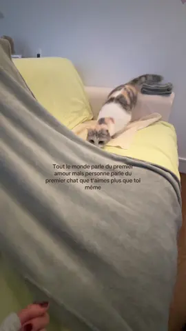 #pourtoi #percer #monchat 