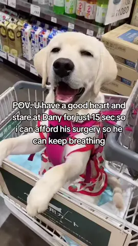 Raised 282$/4300$. We have 20 days to raise enough to save Dany's life❤️ #savemydog #doglove #dogsoftiktok  #fyp #foryou 