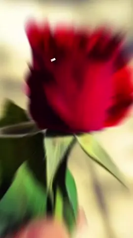 Replying to @jannat_official.01 میری زندگی کا احساس ہو تم🌹😍#poetrylove #noor_22227 #foryoupage #fouryou #unfrezzmyaccount @🥀ʲᵃⁿⁿᵃᵗ ʳᵃʲᵖᵘᵗ🥀 @💫ᴶᵃⁿⁿᵃᵗ⁻ʷʳⁱᵗᵉˢ✍🏻 