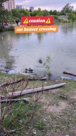 Canada's national animal, Mr chunky beaver is crossing! #pinoysacanada🇵🇭🇨🇦 #canada🇨🇦 #wildlife #beaver #calgary 