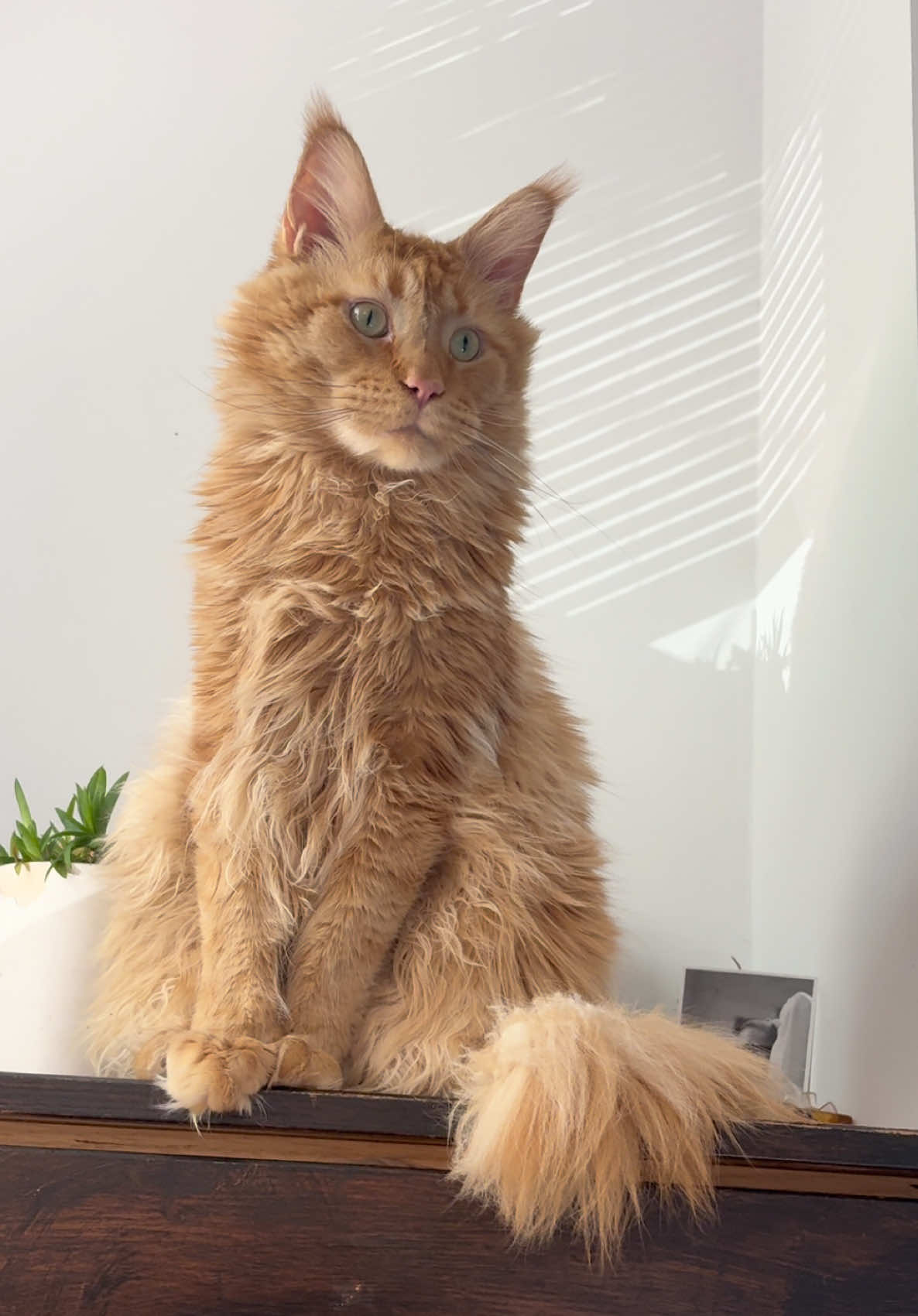 #mainecoon #cattok #catsoftiktok #foryou #marsthemainecoon 