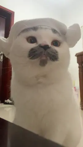 #cat #meow #meo #xhtiktok #viral 