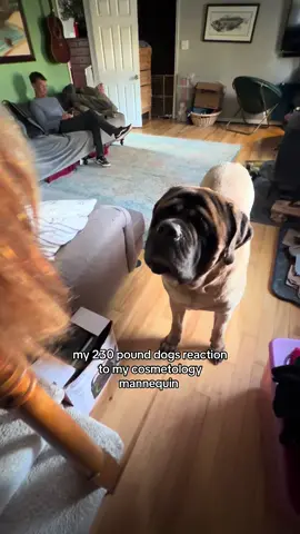 #englishmastiff #cosmetology 