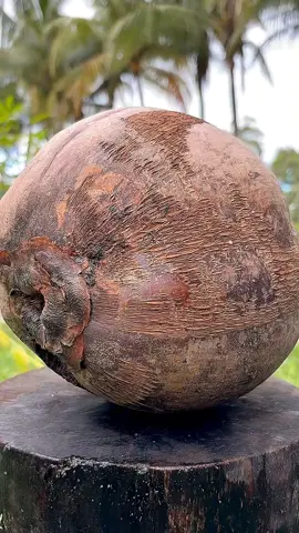 coconut cutting 🥥🌴@Oliver Drywall #coconatwater #asmr #viralvideos #gromyaccount✅ #fyp 