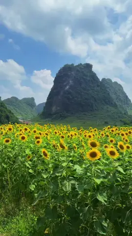 Bài dân ca tày nùng