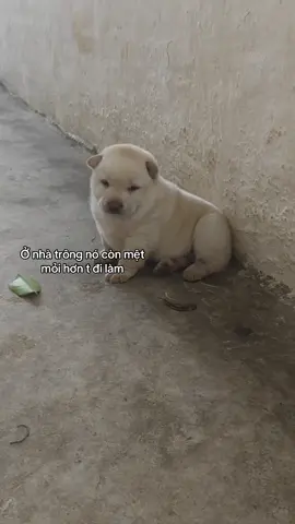 Muốn đi làm công ty không, xin cho …