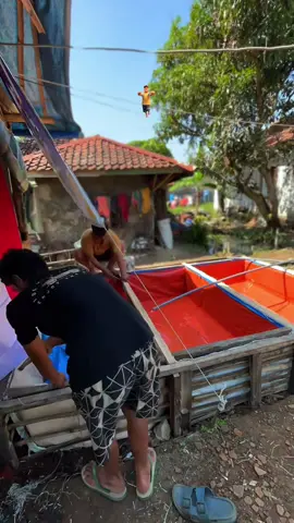 Membalas @NGINGU LELE kolam terpal paket ekonomis cepe 3pcs cuy #100kdapet3 #kolamterpal #budidayalelepemula #ternaklele #budidayaikan 