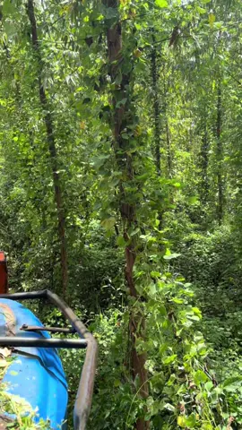 🚜🇧🇷🌲 #tratoresagricolas🇧🇷🚜 #fyy #fyp #sivicultura🌲 