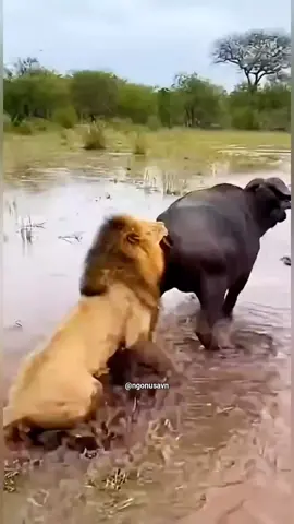 video ngắn vui nhộn hài hước nói về động vật #thegioidongvat #dongvat #dongvathoangda #animals 