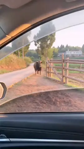 video ngắn vui nhộn hài hước nói về động vật #thegioidongvat #dongvat #dongvathoangda #animals 