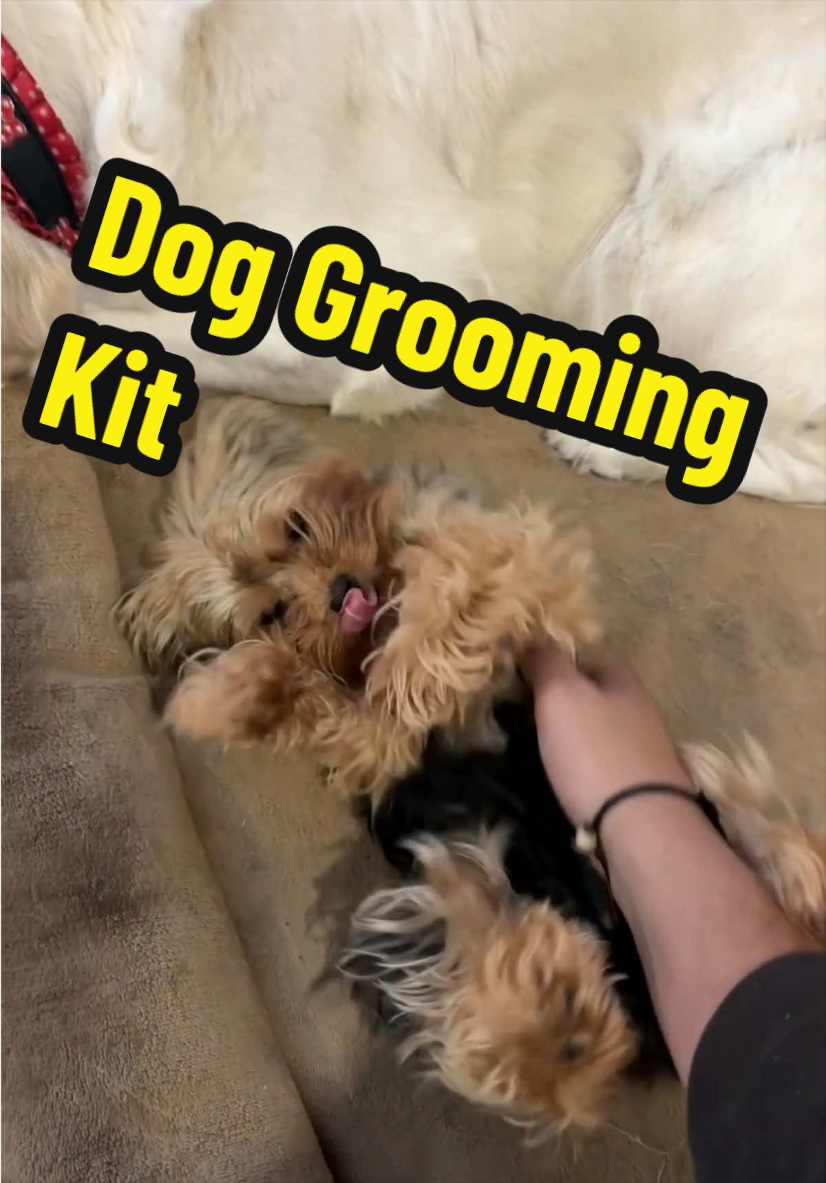 5-in-1 dog grooming kit with a vacuum ✂️ A deshedding brush that suctions as you go, nail grinder, clipper, paw trimmer + lint roller — all into one 2.5L cup. Quiet enough for nervous dogs. Groom at home without the fur cleanup. 🔗 #doggroomingvacuum #doggrooming #deshedding #dogshedding #petgrooming       
