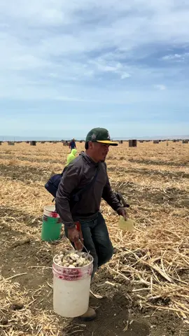 Este trabajador fue despedido por dos razones #work #marcevazquez #usa #agriculture #paratiiiiiiiiiiiiiiiiiiiiiiiiiiiiiii 