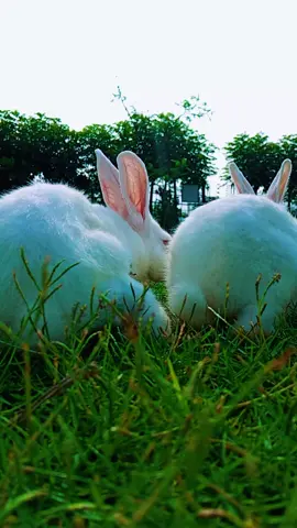 #ভালোবাসার আরেক নাম 🐇🐇🥀
