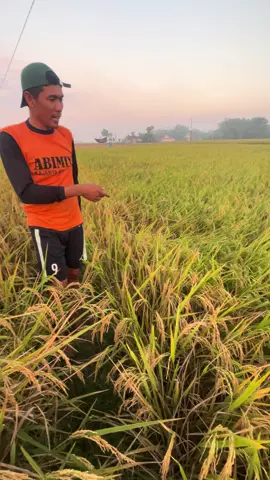 Highscore asam amino berfungsi merangsang pertumbuhan akar, memperbanyak anakan, menghijaukan daun, serta meningkatkan ketahanan padi terhadap penyakit #highscoreasamamino #alfabetaagrochemical #padi #petanimuda #fypシ゚viral 