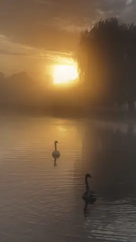 Sunrise #nature #naturevideos #naturetiktok #londontilktok #sunrise 