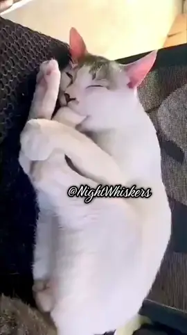 #FunnyCat #cat #crazycat #cattok #😻 