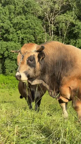 • Aubrac beauty in a single frame✨.                                                • #aubrac #cow #agriculture #taureau #bull 