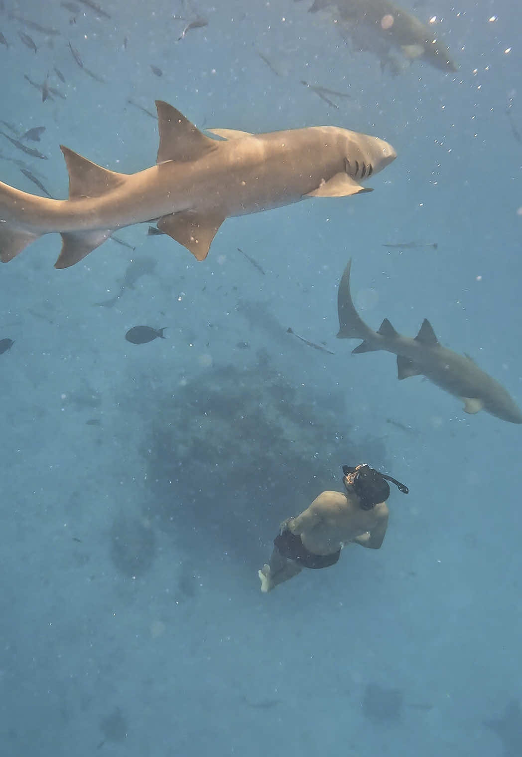 🦈🦈🦈