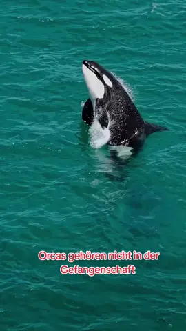 #oceanlife #wale #Rettung #orca #OrcaRettung 