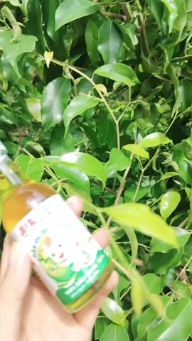 Dầu Olive ép lạnh bên Thôn Xanh Farm nè. Xịn xò luôn