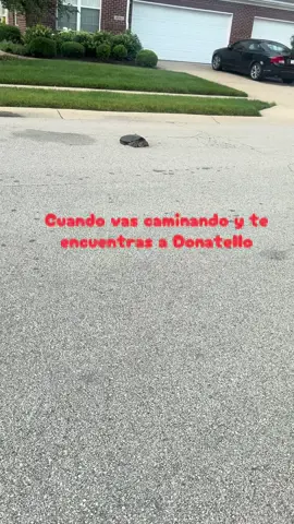 Tortugas Ningas#Donatello🐢