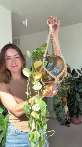 Does your trailing plant look a little scraggly after the long winter too? 🙈🪴save this for your next houseplant rescue!  🪴Scindapsus pictus ‘Argyraeus’  Don’t be scared to prune your plants. You’ll end up with my growth! ✨🌿