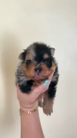 Petit trésor au regard déjà plein de promesses… ✨ Ce jeune Spitz black merle et tan attend encore sa famille pour la vie. Avec sa petite bouille attendrissante et son tempérament rempli de douceur, il découvre le monde avec curiosité et tendresse. Il rêve d’un foyer chaleureux, d’une présence aimante, et de bras dans lesquels grandir en toute confiance. Un compagnon unique, prêt à écrire la plus belle des histoires… 🐾🖤 #beauty #viralvideo #toutlemonde #spitz #dog 
