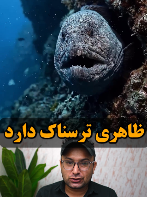 گرگ‌ ماهی | هیولای اعماق اقیانوس‌ها 😱🦞🐋 . . . #گرگ #ماهی #موجود #حیوان #اقیانوس #دریا #آب #خبر #خبرفوری #افغانستان #ایران #fypシ゚ #fypviral  #پشتون_تاجیک_هزاره_ازبک_زنده_باد🇦🇫 #افغانی_تیک_تاک #تیک_تاک_افغانی #تیک_تاک_ایرانی