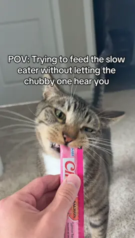 Spooky will hear you from a mile away #catsoftiktok #cattok #funny 