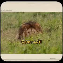 شايفك يلي كل معلوماتك عنهم من lion king ..! ✨️🦁