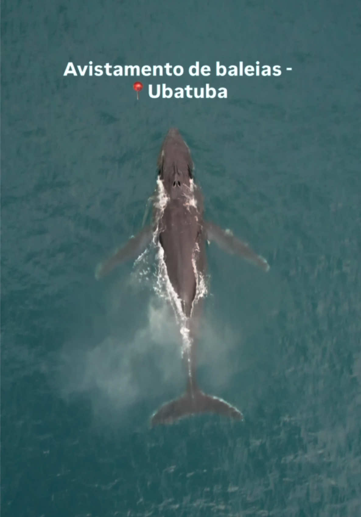 Hoje tivemos a nossa primeira saída de avistamento de baleias em Ubatuba! 🐋 Avistamos duas baleias-jubarte lindas e aparentemente cheias de saúde! Foi uma experiência incrível poder observar esses gigantes do oceano em seu habitat natural. É importante ressaltar a importância de manter a distância adequada dos animais, garantindo a segurança das baleias e dos passageiros, sempre seguindo as normas de observação responsável. O respeito à fauna marinha é fundamental para minimizar impactos e permitir que esses encontros continuem acontecendo de forma sustentável. Que venham muitos outros avistamentos nesta temporada! 🌊✨ #BaleiaJubarte #Ubatuba #WhaleWatching #TurismoResponsavel #ConservacaoMarinha  