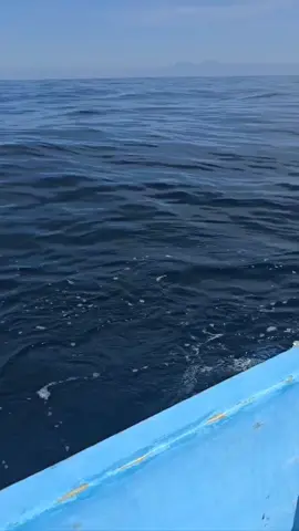 delfin necesita ayuda 
