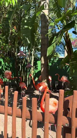 POV: You spent the day at SeaWorld and didn’t want to leave 🌊@SeaWorld#fyp#orlando#seaworld 