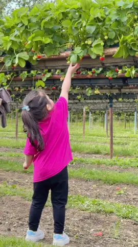 strawberry picking #foryou #atiifamm  #trending #FarishaMano  #London 