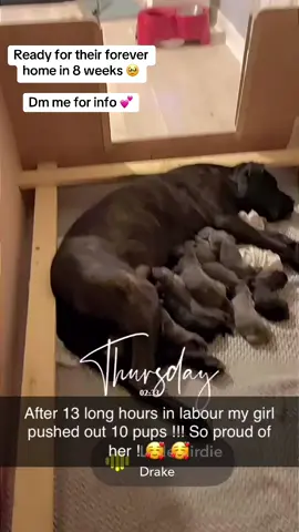 10 healthy puppies 🐶 my girl did amazing! 13 long hours in labour bless her! All looking for their forever home, ready in 8 weeks 🥹 DM me for info 💕 #puppies #canecorso #8weeks