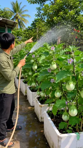 Cà ngọt dễ trồng #cangot 