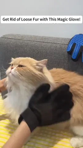 #catparents must have ✨  #catmom #catlovers #pet #catgrooming 