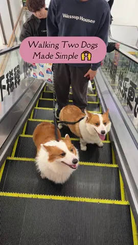 This leash works harder than I do on walks 😂 Need this?
#tanglefree #dogwalking #dogleash #dogowners #dogtok #petessentials #doglover #mustbuy #viral #foryoupage#WeeklyDeals#summerwins#TikTokShopDealsforYouDays