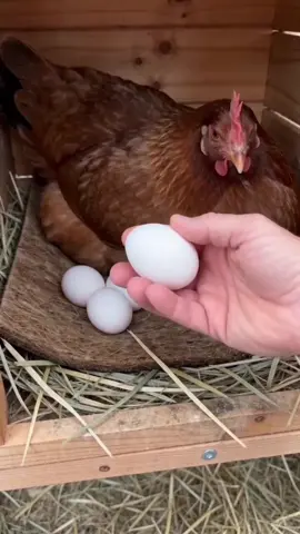 Give your hens the comfort they deserve! 🐔✨ These natural coconut fiber nesting pads are soft, breathable, and keep your coop looking perfectly neat. Way cleaner than loose straw. Tap the link below to treat your girls! 👇🛒 #chickenmom #happyhens #homesteading #poultryfarming #chickenprep 
