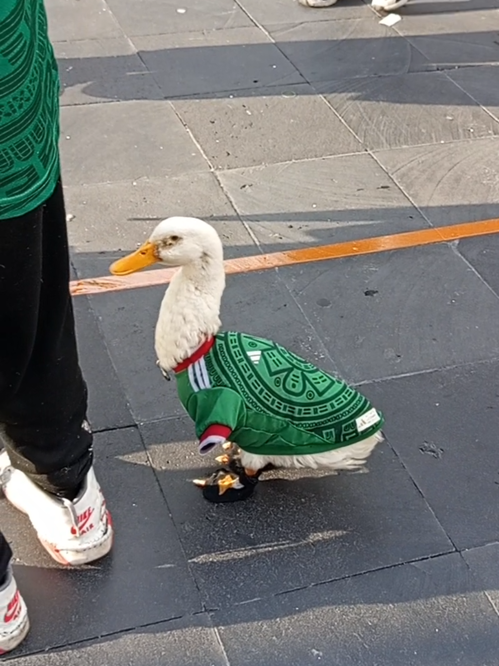 Patito futbolero mundialista 🦆🇲🇽❤️ #mexico #worlcup2026 #seleccionmexicana #ducks #patos 