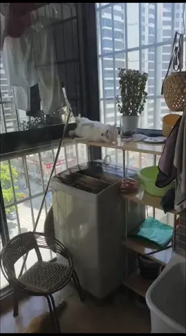 #tiktokgrowthchallenge #cat 
