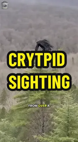 This was filmed from over a quarter mile away using a zoom lens. Nobody who filmed this got a clear shot of the head. By the time they zoomed in, it was already leaving. 🌲🐦‍⬛🌲 ©2026 All Rights Reserve FICTIONAL PARODY • Entertainment Only DMCA Protected • No Reuse All visuals, concepts, and edits in this video are original creations. Unauthorized copying, reproduction, or redistribution of this content is not permitted without permission. ⚖️ LEGAL NOTICE (Under Advice of Legal Counsel): THIS IS 100% SATIRE / PARODY / ENTERTAINMENT ONLY — wild exaggeration, jokes, & fictional conspiracy comedy for laughs. NOT real facts, analysis, occult truths, conspiracy endorsements, or truth. No warranties. Any sources assumed public domain/fair use.Do your own research—this is comedy! If your video was used and would like it removed email: redactedddept@gmail.com This pure satire and for entertainment purposes only.  STORY -  PARODY -  FOR ENTERTAINMENT ONLY. #cryptid #cryptidsandcreatures  #cryptidsighting  #cryptozoology 