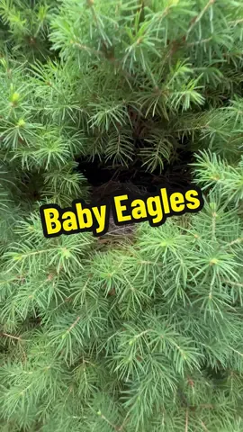 I found a baby eagle nest! 🦅 how cool is that?!?! #nest #eagle #cool #crazystory #fly 