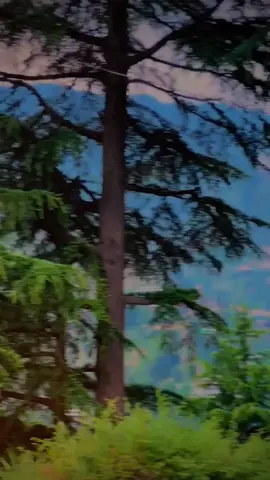 ❣️❣️👑. . ... . . . .... .  .  .  . . .. . . . @🪫  ْ؏ @🦅 𝙿𝚎𝚜𝚑𝚘𝚘 🦅 